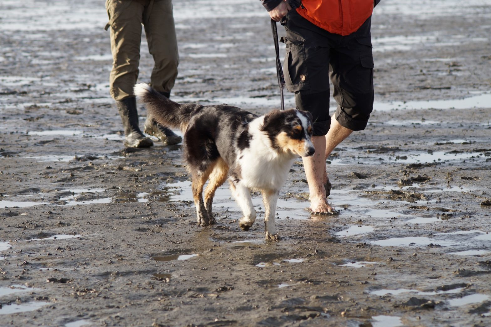 Beschreibung der Hunde-Wattwanderung – Wattwanderungen am Strand von