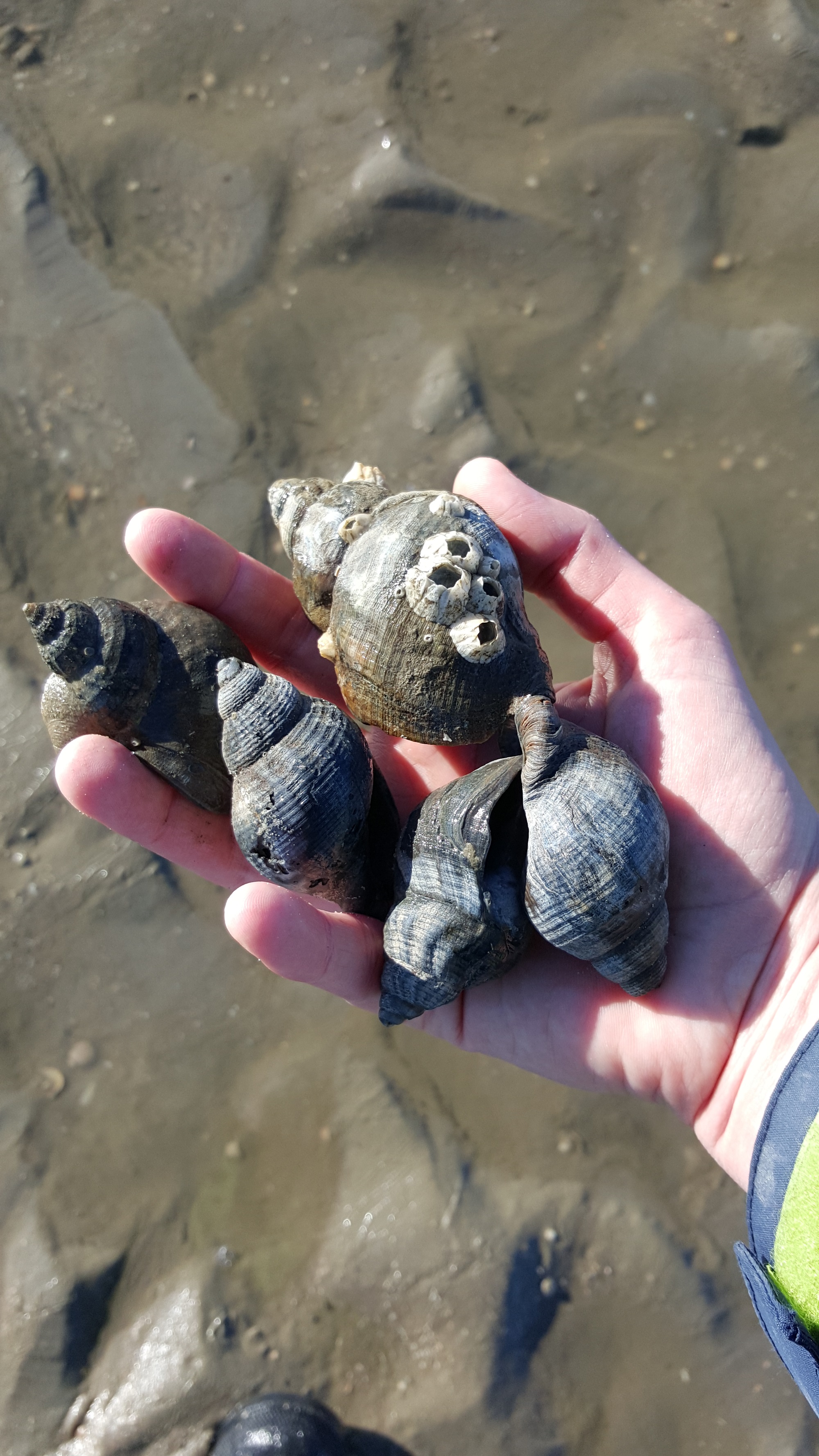 Tiere Und Pflanzen Im Wattenmeer Wattwanderungen Zur Insel Baltrum Und In Nessmersiel